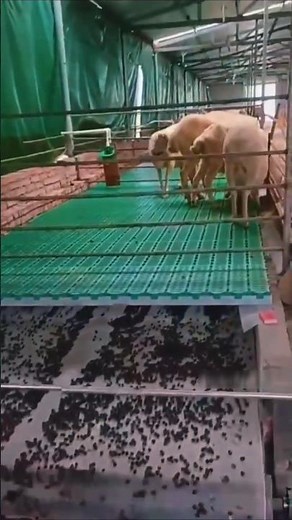 How Russian Goat Farms Use Goat Poop for Fertilizer! 🐐💩💰