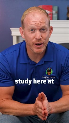 Understanding Female Doberman Emotional Connections