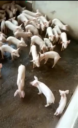 All You Need To Know About Modern Pig Farming (video) - Agriculture - Nairaland
