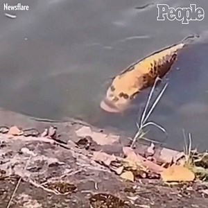 Tourists thought they spotted a human face floating through a lake — but it was just a fish with human-like features. 😳 http://peoplem.ag/zcqs45H | People