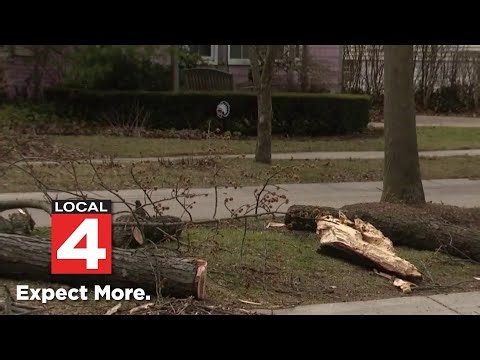 Local 4 News at 11 p.m. -- March 14, 2026