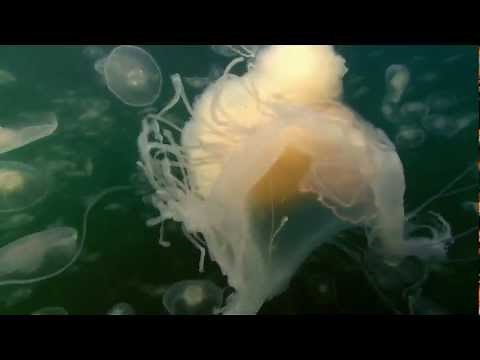 BBC: Planet Earth: Creatures of the Deep - Jellyfish
