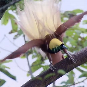 Our favourite moments from Planet Earth 💚 | BBC Earth