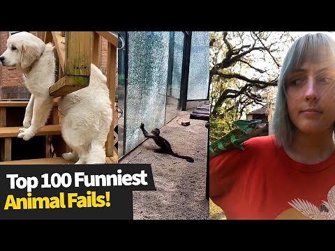 Top 100 ULTIMATE Funniest Animal Fails Compilation | Funny Pet Fails