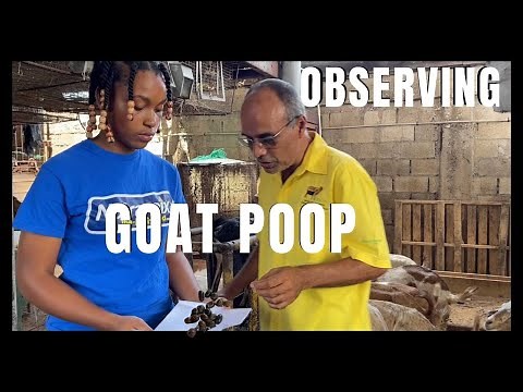 THE IMPORTANCE OF GOAT POOP IN YOUR MANAGEMENT SYSTEM | A DIFFERENCE OF A HEALTHY LOOKING POOP & NOT