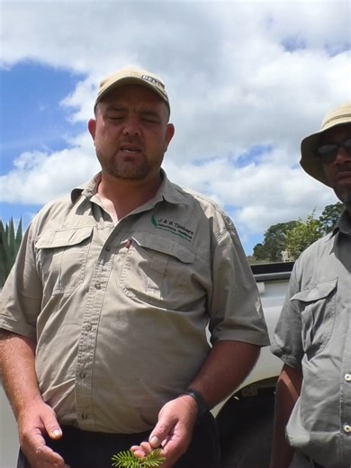 MONTIGNY INVESTMENTS’ KUSILE MASWATI PROJECT PROMOTES WATTLE FARMING IN SICUNUSA Montigny Investments continues to expand the Kusile maSwati Project, an initiative aimed at encouraging Emaswati to plant black wattle and take part in sustainable forestry development. The programme is designed to support local farmers, create seasonal employment, and promote long-term investment in forestry. Several farmers in Sicunusa, including Barend Steenkamp and Malinga Bheki, who are practically neighbors, a