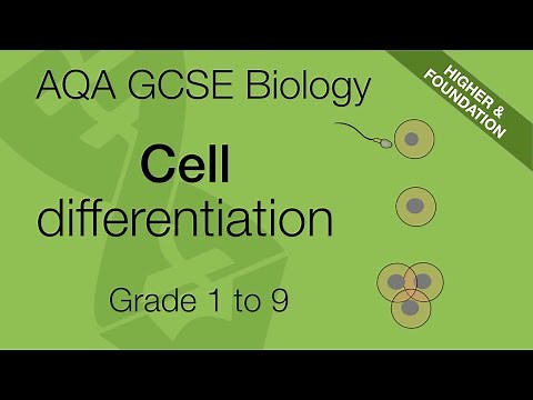 AQA GCSE Biology: Cell Differentiation Explained | GCSE 9-1 Revision