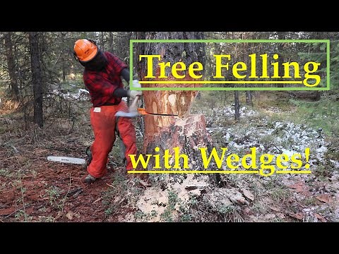 Tree Felling with Wedges! Comprehensive How To!