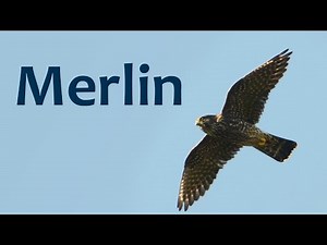 Merlin
