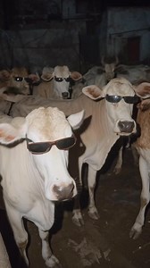 These cows didn’t come to graze… they came to slay 😎🐄 | Agriculture LIFE Media