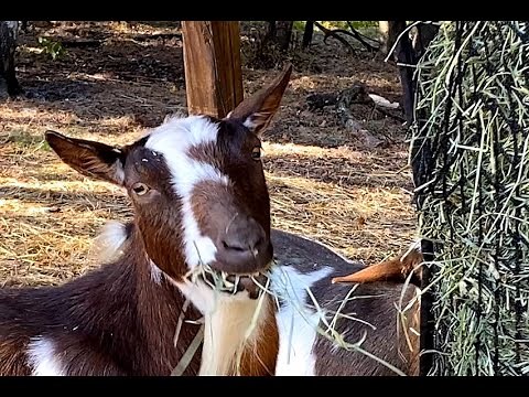 What Should I Feed My Goats? The 5 Essentials for Feeding Nigerian Dwarf Goats