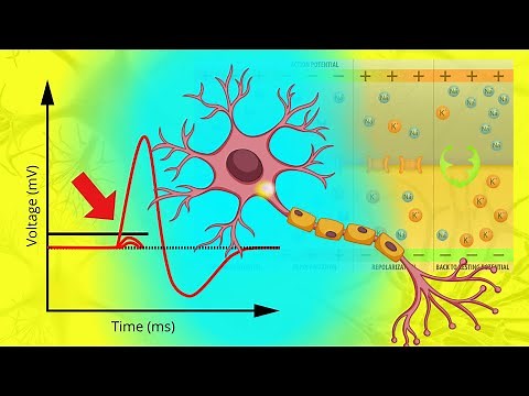 The Action Potential in All Its Glory - A Review/Summary