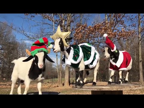 Fainting Goats Compilation Cute Funny Animals HD 🐐