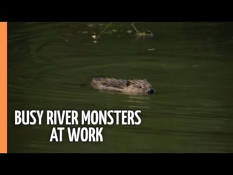 The Beavers are back - Busy river monsters at work | Full Documentary