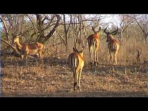 African Wildlife HD Part 1 - South Africa Kruger Park 24 - Travel Channel