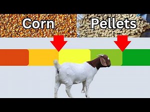 The Beginner's Complete Guide for Feeding Goats!