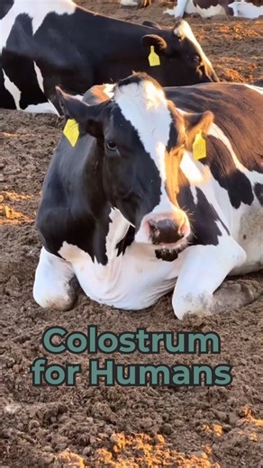Colostrum supplements for humans? Yep! They’re a thing! 🥛 We already know so much about the health benefits of colostrum for newborn calves, and now research is digging into how it may support human health too. Have you tried a colostrum supplement? 👉 Tell me what kind and what you thought! I’m super curious. #dairy #colostrum #supplements #dairydoc #dairykind | Dairy Doc