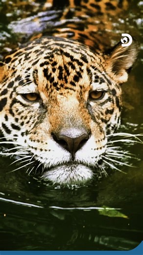 Most big cats avoid water, but not the jaguar. Built like a tank and born to swim, it glides through rivers and marshes with ease, diving for caimans and fish beneath the surface. Its power doesn’t end at the jungle’s edge, it continues below it.​ #InternationalJaguarDay #Jaguar #DiscoveryChannelSoutheastAsia #Discovery #DiscoveryChannel | Discovery Channel Southeast Asia
