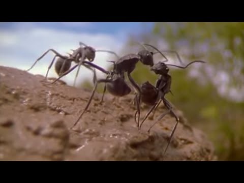 The Incredible Lives of Ants | Attenborough: Life in the Undergrowth | BBC Earth