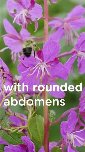 The Bumble Bee 🌻🐝