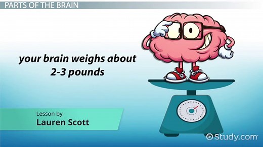 Brain Anatomy: Lesson for Kids