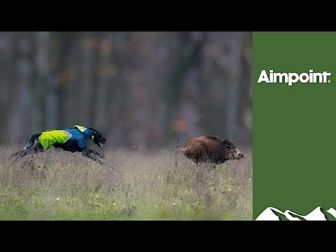 Hunting high-speed boar