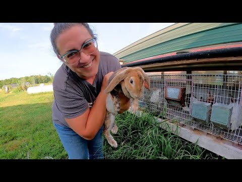 Homestead Life This Week: Goat Escape, Anxiety Tincture, Parasite Fecal & Planting the Greenhouse