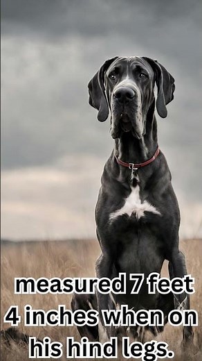 Meet Zeus, the Tallest Dog Ever! 🐾🏆 Guinness World Record Holder 🌟