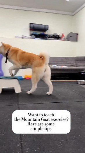 Let’s teach the “Mountain Goat” exercise 💪 | Juno&Friends Akita Inu Kennel
