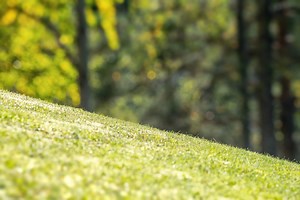 27 Sloped Backyard Ideas (Landscaping on a Budget)