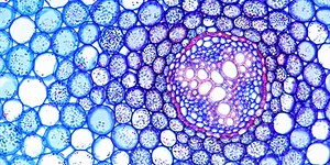 BSc (Hons) Molecular Cell Biology