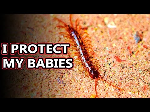 Centipede facts: one hundred leggers?? | Animal Fact Files