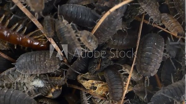 Worms and a centipede in close-up wriggle across the screen, their intertwined movements creating a revolting spectacle.