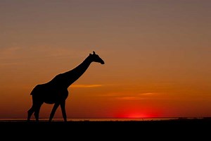 African Safari Virtual Field Trip