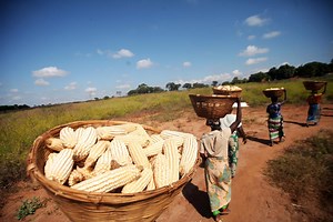 Gender-based violence affects food security and nutrition