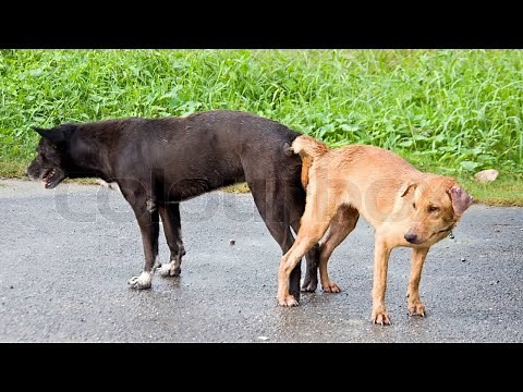 Dog Reproduction: Understanding the Process of Canine Reproduction