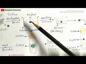 Plant tissue culture technique | Step by step process | Procedure | Bio science