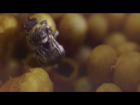 Bumblebee Production - Natupol