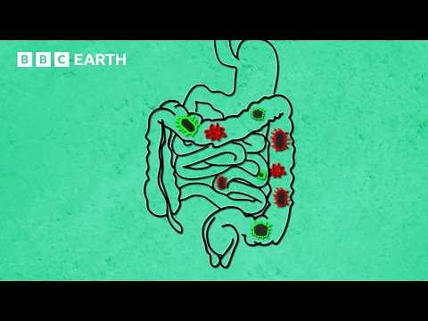 The Science of Food and Your Body | BBC Earth Science | BBC Studios