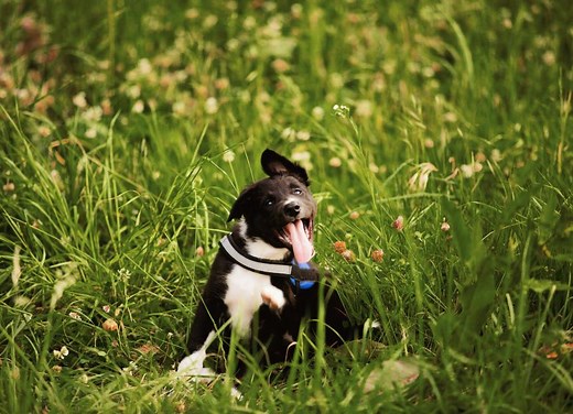 10 Most Common Dog Skin Issues: How To Spot, Diagnose, and Treat