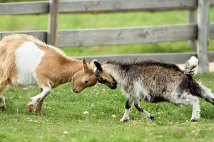 Nigerian vs. Pygmy Goats: Which is best?
