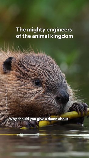 Beavers: Champions of Aquatic Ecosystems