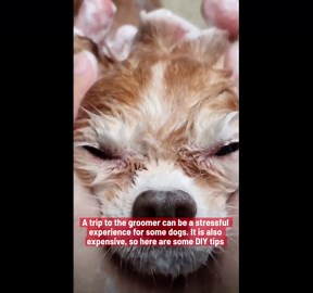 How To Groom Your Dog At Home.