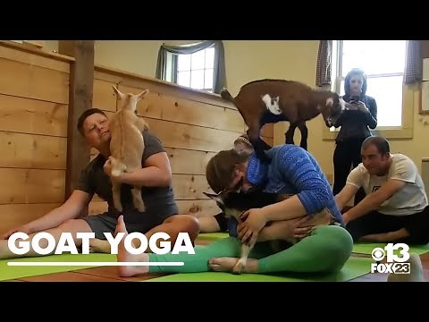'Goat Yoga' a hit on New Hampshire farm