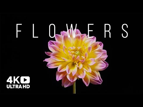 Beautiful Flowers Collection. Time-Lapse of Blooming Flowers. Floral Time-Lapse. 4k Video UHD.