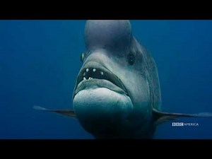 Planet Earth: Blue Planet II | Kobudai | Premiers Saturday, January 20 @ 9/8c on BBC America
