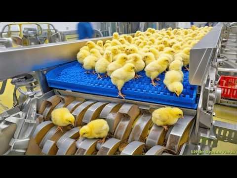 Chicken Mega Factory: Chicken Egg Incubation Technology - Broiler Raising Method & Process 🐣