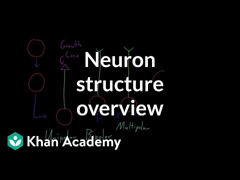 Overview of neuron structure | Nervous system physiology | NCLEX-RN | Khan Academy