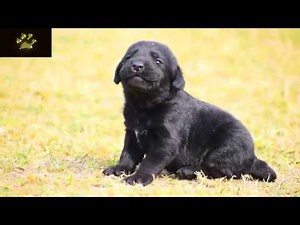 Worlds Cutest Black Labrador Puppy Crying