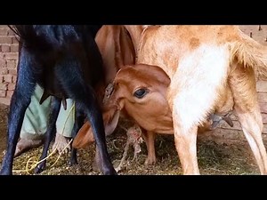 goat milking || goats are feeding calf 😋